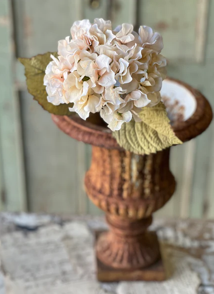 Rapture Hydrangea, Lace