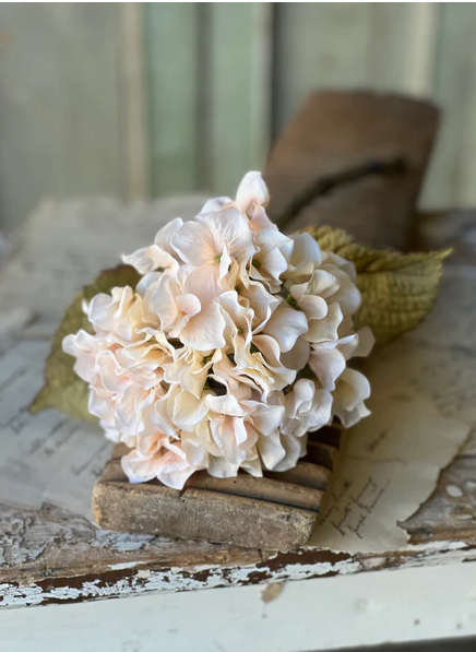 Rapture Hydrangea, Lace