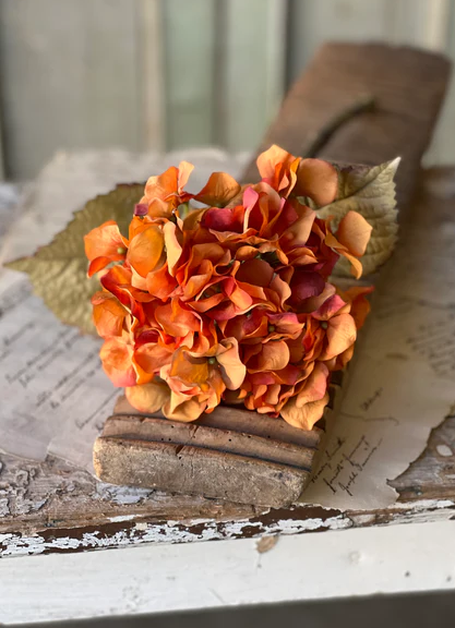 Rapture Hydrangea, Permsimmon