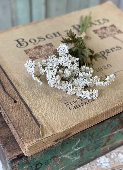 Fennel Flower Bundle, Cream