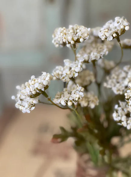 Fennel Flower Bundle, Cream
