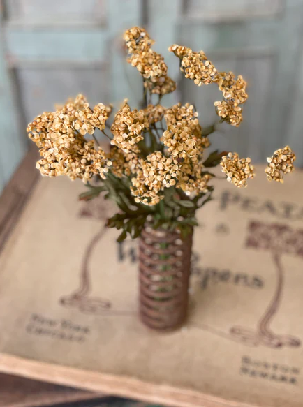 Fennel Flower Bundle, Mustard