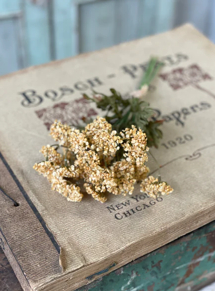 Fennel Flower Bundle, Mustard