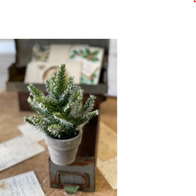Potted Icy Pine