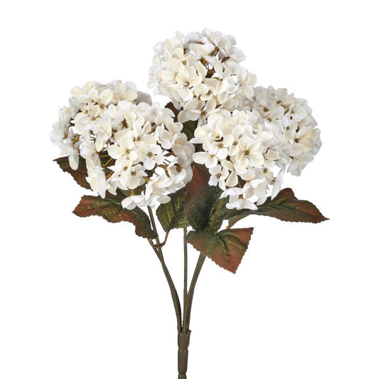 Mini Autumn Hydrangea Bush, Cream