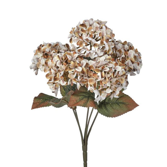 Mini Autumn Hydrangea Bush, Latte
