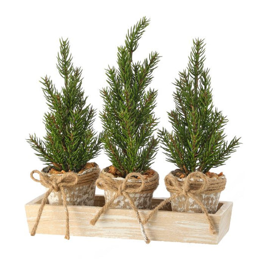Triple Potted Pine Tree in Box