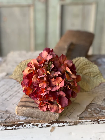 Rapture Hydrangea, Rusted Rose