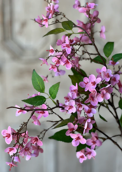 Canterbury Hydrangea, 3 colors