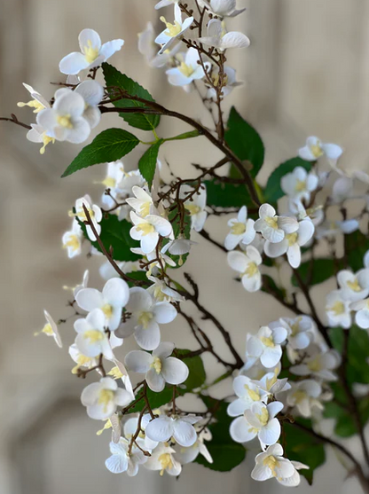 Canterbury Hydrangea, 3 colors