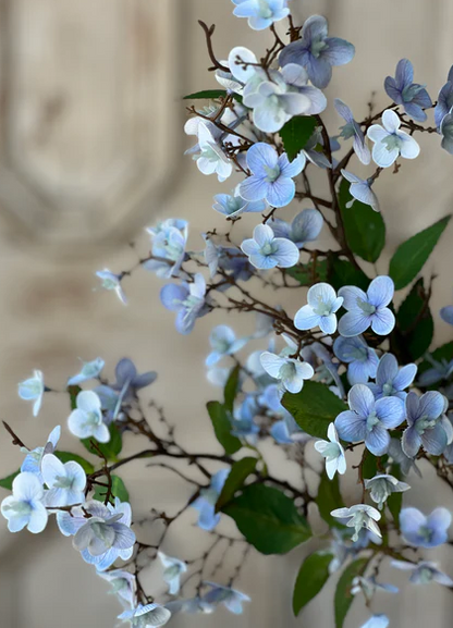 Canterbury Hydrangea, 3 colors