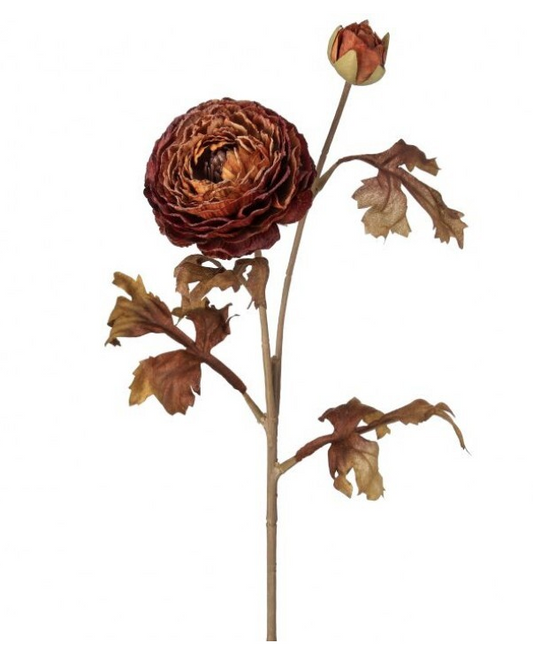 Autumn Ranunculus Stem, Cinnamon Spice