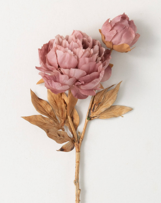 Blush Pink Blooming Peony Stem