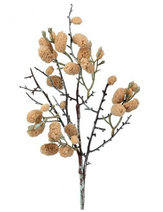 Wild Cotton Spray, Latte