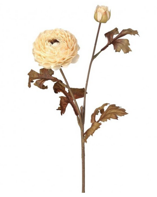 Autumn Ranunculus Stem, Cream